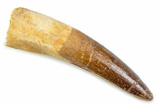 Fossil Spinosaurus Tooth - Real Dinosaur Tooth #373953