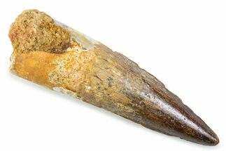 Fossil Spinosaurus Tooth - Real Fossil Tooth #373963