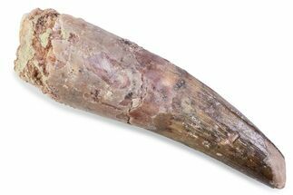 Fossil Spinosaurus Tooth - Feeding Worn Tip #373981