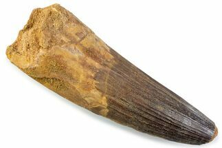 Real Spinosaurus Tooth - Robust Dinosaur Tooth #373986