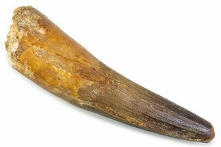 Real Spinosaurus Tooth - Large Dinosaur Tooth #373992
