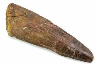 Fossil Spinosaurus Tooth - Feeding Worn Tip #374006