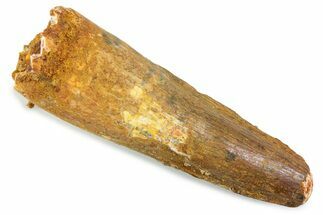 Fossil Spinosaurus Tooth - Feeding Worn Tip #374010