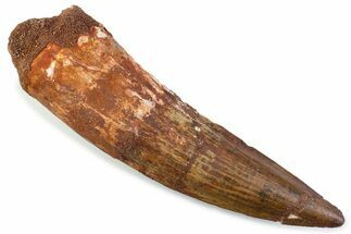 Real Spinosaurus Tooth - Large Dinosaur Tooth #374013
