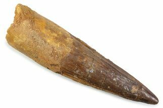 Fossil Spinosaurus Tooth - Real Dinosaur Tooth #374015