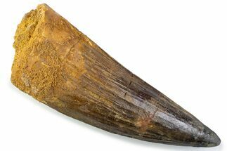 Real Spinosaurus Tooth - Huge Dinosaur Tooth #374018