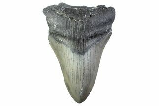 Partial, Fossil Megalodon Tooth - Serrated Blade #374072