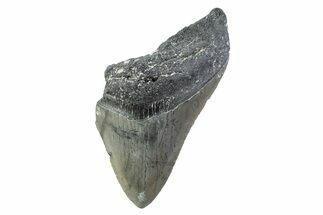Partial, Fossil Megalodon Tooth - Serrated Blade #374081