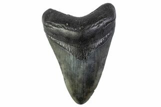 Fossil Megalodon Tooth - South Carolina #374096