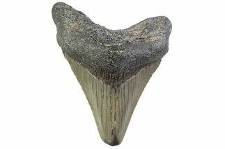 Serrated, Juvenile Megalodon Tooth - South Carolina #374215