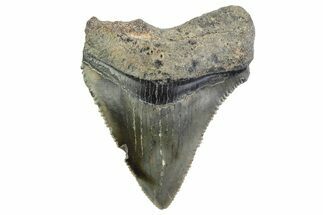 Serrated, Juvenile Megalodon Tooth - South Carolina #374216