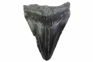 Bargain, Juvenile Megalodon Tooth - South Carolina #374217