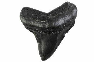 Serrated, Juvenile Megalodon Tooth - South Carolina #374218