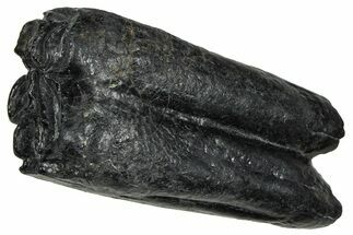 Pleistocene Aged Fossil Horse Tooth - South Carolina #374112