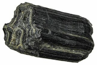 Pleistocene Aged Fossil Horse Tooth - South Carolina #374120