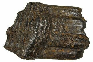 Pleistocene Aged Fossil Horse Tooth - South Carolina #374124