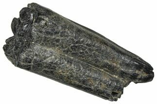 Pleistocene Aged Fossil Horse Tooth - South Carolina #374128