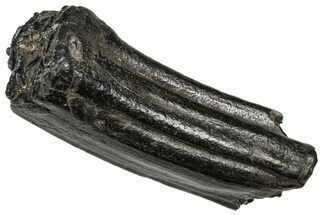 Pleistocene Aged Fossil Horse Tooth - South Carolina #374135