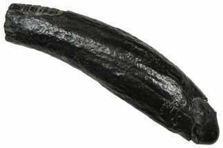 Fossil Pygmy Sperm Whale (Kogiopsis) Tooth - South Carolina #374149