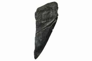 Partial Fossil Megalodon Tooth - South Carolina #374254