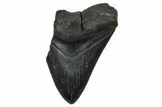 Partial Fossil Megalodon Tooth - South Carolina #374262