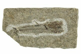 Oligocene Fossil Lanternfish (Eomyctophum) - Poland #374303