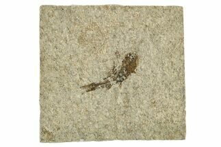 Oligocene Fossil Lanternfish (Eomyctophum) - Poland #374317