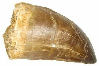 Fossil Mosasaur (Thalassotitan) Tooth - Morocco #374476