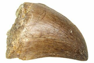 Fossil Prognathodontid Mosasaur Tooth - Morocco #374492