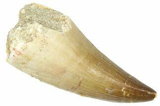 Fossil Prognathodontid Mosasaur Tooth - Morocco #374514
