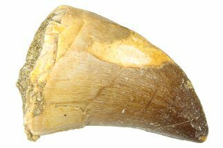 Fossil Mosasaur (Thalassotitan) Tooth - Morocco #374515