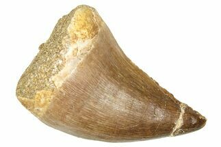 Fossil Mosasaur (Thalassotitan) Tooth - Morocco #374525