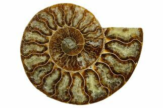 Cut & Polished Ammonite Fossil (Half) - Madagascar #354145