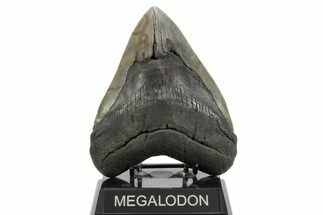 Beefy Fossil Megalodon Tooth - South Carolina #374673