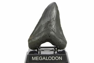 Fossil Megalodon Tooth - South Carolina #374678