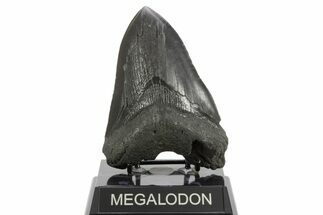 Bargain, Fossil Megalodon Tooth - Serrated Edge #374694
