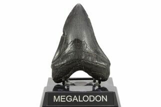 Fossil Megalodon Tooth - South Carolina #374704