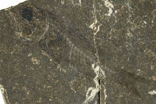 Oligocene Fossil Percoid Fish (Oligoserranoides) - Poland #374405