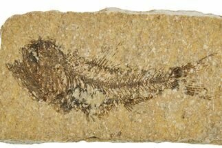 Oligocene Fossil Lanternfish (Eomyctophum) - Poland #374312