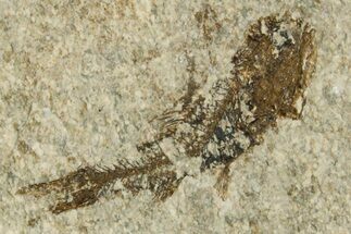 Oligocene Fossil Lanternfish (Eomyctophum) - Poland #374317