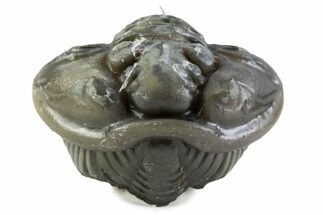 Wide Enrolled Flexicalymene Trilobite - Mt Orab, Ohio #375065