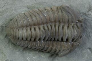 Flexicalymene Trilobite - Mt Orab, Ohio #375197