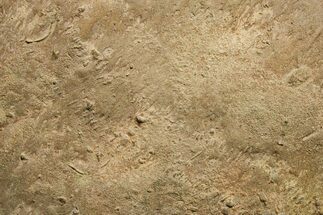 Cruziana (Fossil Trilobite Trackway) - Morocco #375339