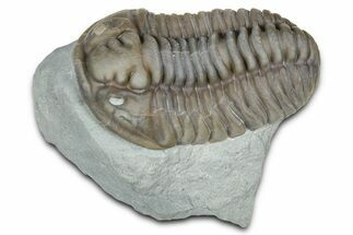 Fossil Flexicalymene Trilobite - Mt Orab, Ohio #375318