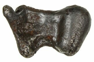 Fusion Crusted Sikhote-Alin Iron Meteorite ( g) - Russia #375325
