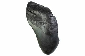 Partial, Fossil Megalodon Tooth - South Carolina #374956