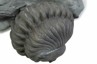 Wide Enrolled Flexicalymene Trilobite - Mt Orab, Ohio #375233