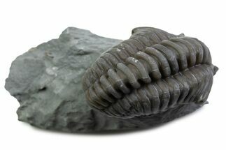 Long Curled Flexicalymene Trilobite - Mt Orab, Ohio #375290