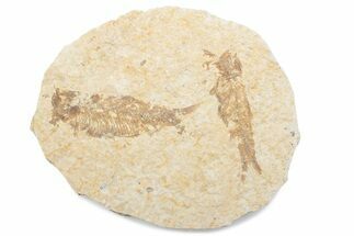 Fossil Fish (Knightia) Mortality Plate - Wyoming #375390