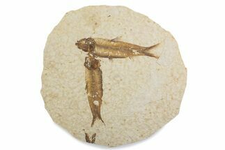 Fossil Fish (Knightia) Mortality Plate - Wyoming #375395